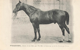 Hippisme * La France Chevaline N°5 1909 * Concours Centrale Hippique * Cheval PHAETON Alezan - Horse Show