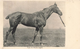 Hippisme * Type De Hunter Anglais * Hippique Chevaux Horse - Hípica