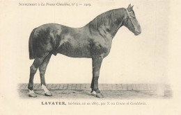 Hippisme * La France Chevaline N°3 1909 * Concours Centrale Hippique * Cheval LAVATER Bai Brun - Horse Show