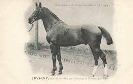 Hippisme * La France Chevaline N°18 1909 * Concours Centrale Hippique * Cheval JUVIGNY Noir - Hípica