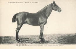 Hippisme * La France Chevaline N°2 1909 * Concours Centrale Hippique * Cheval NORMAND Bai Brun - Hípica