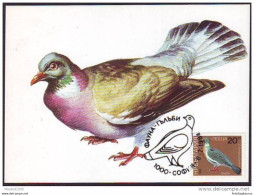 BULGARIA, CARTE MAXIMUM, BIRDS-Columba Palumbus # - Duiven En Duifachtigen