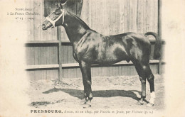 Hippisme * La France Chevaline N°13 1909 * Concours Centrale Hippique * Cheval PRESBOURG Alezan - Horse Show
