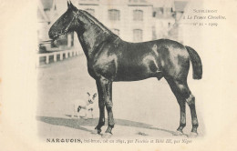 Hippisme * La France Chevaline N°11 1909 * Concours Centrale Hippique * Cheval NARQUOIS Bai Brun - Paardensport