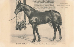 Hippisme * La France Chevaline N°9 1909 * Concours Centrale Hippique * Cheval FUSCHIA Bai - Paardensport