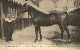 Hippisme * La France Chevaline N°87 1909 * Concours Centrale Hippique * Cheval GARGANTUA Bai étalon Normand - Horse Show