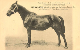 Hippisme * La France Chevaline N°73 1909 * Concours Centrale Hippique * Cheval NARCISSE Baie Jument Trotteuse - Horse Show