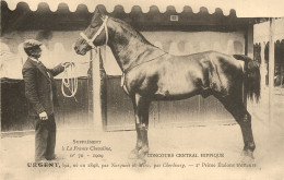 Hippisme * La France Chevaline N°70 1909 * Concours Centrale Hippique * Cheval URGENT Bai étalon Trotteur - Paardensport