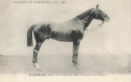 Hippisme * La France Chevaline N°31 1909 * Concours Centrale Hippique * Cheval FLEURUS Alezan - Horse Show