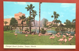 Flamingos In Colorful Busch Gardens Tampa, Florida (c310) - Tampa