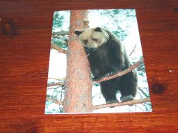 73381-         DOUBLE CARD - BEREN / BEARS / BÄREN / OURS / ORSI - Ours