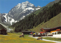 Neustift Stubaital Tirol Alpengasthof Pinnisalm Mit Habicht Stubaier - Neustift Im Stubaital