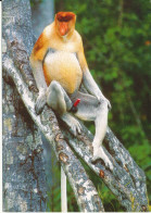 Malaysia Postcard Sent To Denmark 23-2-2007 Proboscis Monkey - Malesia
