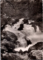 29-3-2024 (4 Y 21) France - Posted 1953 - Fontaine De Vaucluse (rivière Et Arvbres) B/w - Bäume