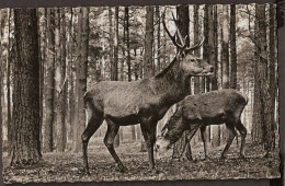 Cerfes Rouges, Edelherten, Red Deer, Rotwild,  - Ohne Zuordnung