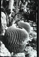 ► MONACO  Cpsm Bromure Du JARDIN EXOTIQUE  Cactus - Exotische Tuin