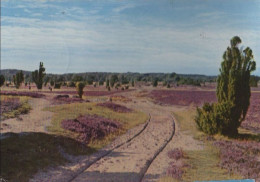 32580 - Lüneburger Heide - Ca. 1955 - Lüneburger Heide