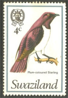 844 Swaziland Oiseau Bird Vogel Uccello Plum Starling Étourneau Storno (SWZ-33d) - Swaziland (1968-...)