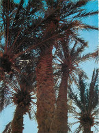 Algérie - Bechar - Saoura - Palmier Dans L'oued Béchar - CPM - Voir Scans Recto-Verso - Bechar (Colomb Béchar)