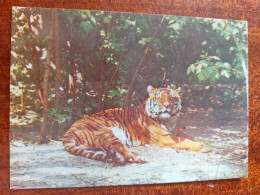 Chinese Tiger In Moscow Zoo - Old Postcard 1982 - Tiger