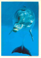 Animaux - Dauphin - Dolphin - CPM - Voir Scans Recto-Verso - Dauphins