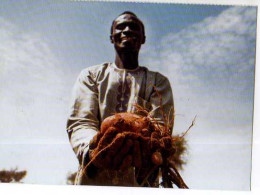 Niger Un Agriculteur Heureux Recolte Le Fruit De Sa Terre - Niger