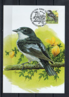 Année 1996 : Carte Maximum 2654 - Oiseaux - Gobe-mouches Noir - Buzin - Obli. Bruxelles-Brussel - 1991-2000