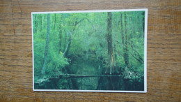 états-unis , South Carolina , Congarée Swamp National Monument Hopkins - Sonstige & Ohne Zuordnung