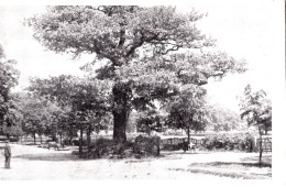 DA57. Vintage Postcard. Lillington Oak Tree, Warwickshire. Centre Of England - Other & Unclassified