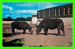 RHINOCÉROS NOIR AFRICAIN - PARC ZOOLOGIQUE GRANBY, QUÉBEC - PUB. BY J. BIENVENUE - - Rhinoceros