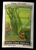 Nestlé - 63 - Flore Sous Marine, Sea Plants - 7 - Saccorrhiza - Nestlé