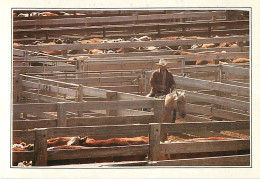 Etats Unis - Amarillo - Cattle In The Corral - Au Nord Du Texas à Amarilio Une Des Multiples Exploitations Spécialisées  - Amarillo