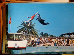 DELFINO DELFINI DOLPHIN FLORIDA MIAMI SEAQUARIUM   N1975 JV6009 - Miami Beach