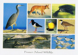 CPM..AUSTRALIA..AUSTRALIE..FRASER ISLAND WILDLIFE.. - Autres & Non Classés