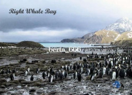 Antarctica South Georgia Right Whale Bay New Postcard - Other & Unclassified