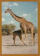 GIRAFE Animaux Vintage Carte Postale CPSM #PBS955.FR - Jirafas