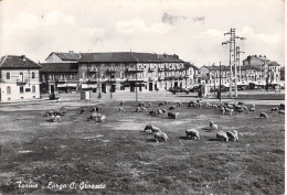 26651 " TORINO-LARGO C. GROSSETO " PECORE AL PASCOLO-VERA FOTO -CART. SPED.1959 - Plaatsen & Squares