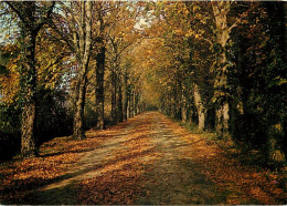 Forêt - Arbres - CPM - Voir Scans Recto-Verso - Bäume