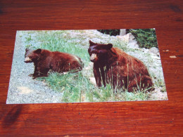 74020-              BEREN / BEARS / BÄREN / OURS / ORSI - Ours