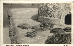 Sao Paulo - Instituto Butantan - Snake - São Paulo