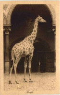 Giraffe - Jirafas