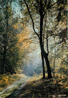 Forêt - Arbres - CPM - Voir Scans Recto-Verso - Bäume