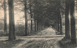 PAYS-BAS - Soeren Boschkiek - Vue Sur Une Route  Dans La Forêt - Vue Générale - Carte Postale Ancienne - Rheden