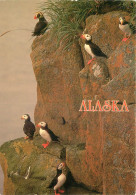 ETATS UNIS USA ALASKA PUFFINS - Autres & Non Classés