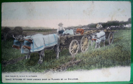 Cpa 40 , PLAINE De LA CHALOSSE , Animée , ATTELAGE De BOEUFS Et CHAR LANDAIS , 1906, Colorisée   LANDES EDITEUR GUILLIER - Montfort En Chalosse