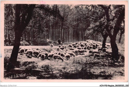 AJHP10-REGION-0853 - AU SOLEIL DES LANDES - Moutons Dans Les Chênes-liège - Aquitaine