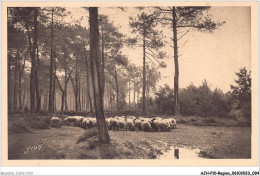 AJHP10-REGION-0849 - LES LANDES DE LA GASCOGNE - A L'orée De La Forêt Landaise - Aquitaine