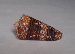Conus Nobilis Victor - Seashells & Snail-shells