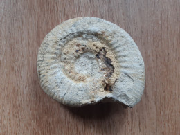 Ammonite 12 Cm - Fossielen