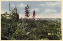 Curacao, N.W.I., Country Side With Oil Refinery (1930s) Foto Fischer Postcard - Curaçao